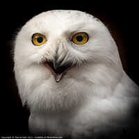 Buy canvas prints of Snowy Owl Portrait by Marcia Reay