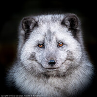 Buy canvas prints of Arctic Fox Profile by Marcia Reay