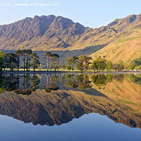 Buy canvas prints of Buttermere Pines by Tony Walsh