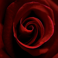 Buy canvas prints of Red Rose by Stephen Johnson