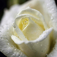 Buy canvas prints of White Rose by Stephen Johnson
