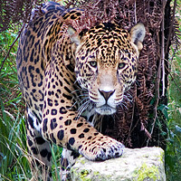 Buy canvas prints of Jaguar by Stephen Johnson