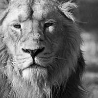 Buy canvas prints of Lion  by Stephen Johnson