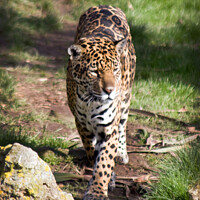 Buy canvas prints of A Jaguar that is standing in the grass by Stephen Johnson