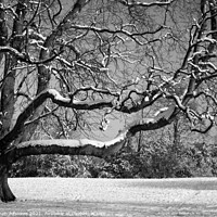 Buy canvas prints of Snow on the tree by Stephen Johnson
