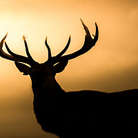 Buy canvas prints of Wild Welsh mountain Stag by Chris Jones