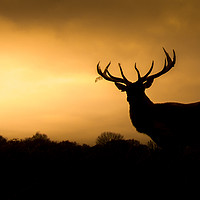 Buy canvas prints of Wild Welsh mountain Stag  by Chris Jones