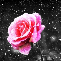 Buy canvas prints of  Rose Snow by Christian Corbett