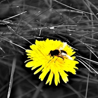 Buy canvas prints of  Bee on a Flower by Christian Corbett