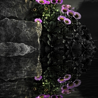 Buy canvas prints of  Flower and Rocks by Christian Corbett