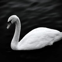 Buy canvas prints of  The Swan by Christian Corbett
