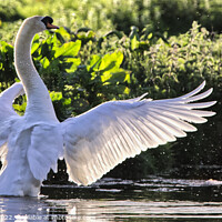 Buy canvas prints of Swan's Graceful Aquatic Ballet by Ros Ambrose