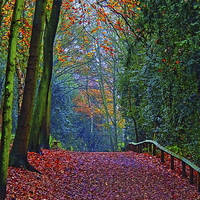 Buy canvas prints of  Yesterdays Walk………….. by Ros Ambrose