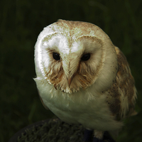 Buy canvas prints of Barn Owl  by Ros Ambrose