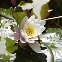 Buy canvas prints of Waterlily by Ros Ambrose