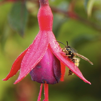 Buy canvas prints of  The Wasp and the Fuchsia by Ros Ambrose