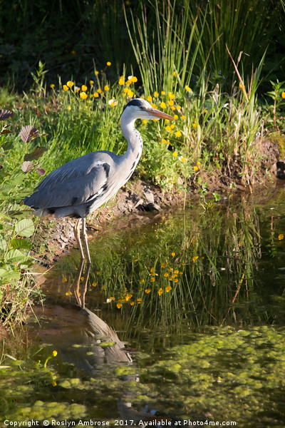 Grey Heron Picture Board by Ros Ambrose