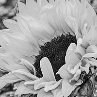 Buy canvas prints of Sunflower's Radiant Embrace by Ros Ambrose