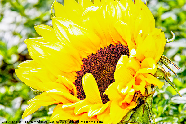 Sunflower Picture Board by Ros Ambrose