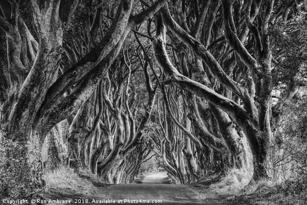 The Dark Hedges Ballymoney County Antrim Picture Board by Ros Ambrose