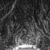 Buy canvas prints of The Dark Hedges Ballymoney County Antrim by Ros Ambrose