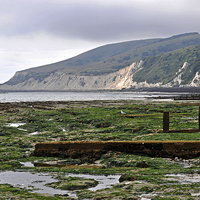 Buy canvas prints of Sea weed & Beachy Head in the distance. by Tom Pipe