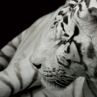 Buy canvas prints of  A beatiful white tiger by James Tully