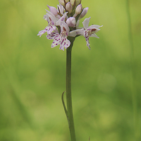 Buy canvas prints of Native British flowers, the common spotted orchid by James Tully