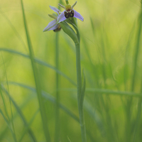 Buy canvas prints of  The beautiful native bee orchid emerges through t by James Tully
