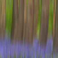 Buy canvas prints of Walking through the bluebell woods by James Tully