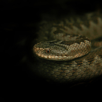 Buy canvas prints of  Out of the darkness, a common viper ready to stri by James Tully