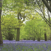 Buy canvas prints of  A carpet of bluebells creates a mirage of blue in by James Tully