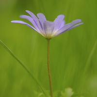 Buy canvas prints of  The emergence of an early wood anemone through gr by James Tully
