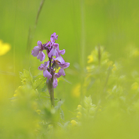 Buy canvas prints of  The emergence of a green-winged orchid through a  by James Tully