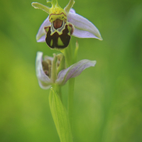 Buy canvas prints of  The beautiful bee orchid in full bloom by James Tully