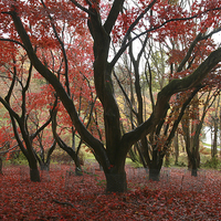 Buy canvas prints of  The red hues of fall by James Tully