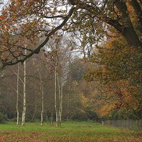 Buy canvas prints of  Silvery autumn colours perfectly framed by an oak by James Tully