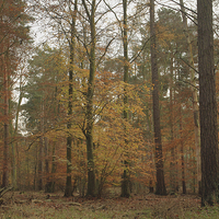 Buy canvas prints of The splendor of a beech wood at Autumn   by James Tully