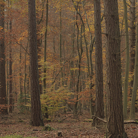 Buy canvas prints of Autumn yellows of native beech and pine woodland. by James Tully
