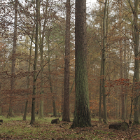 Buy canvas prints of Misty autumn forest hues by James Tully