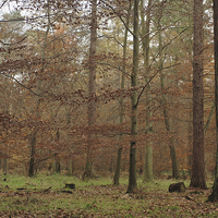 Buy canvas prints of  A misty autumn woodland by James Tully
