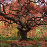 Buy canvas prints of  The beauty of trees by James Tully
