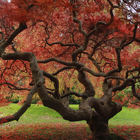 Buy canvas prints of  Amazing acer by James Tully