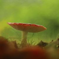 Buy canvas prints of  Fungal foray by James Tully