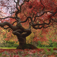 Buy canvas prints of  Acer magic by James Tully