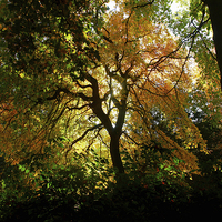 Buy canvas prints of  A golden fall by James Tully