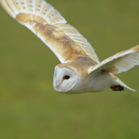Buy canvas prints of  Flight of the owl by James Tully