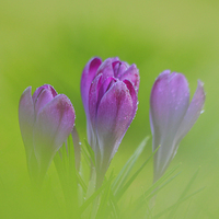 Buy canvas prints of  Crocus pocus by James Tully