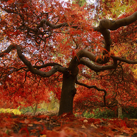Buy canvas prints of Awesome autumn by James Tully