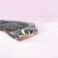 Buy canvas prints of The beauty of snakes by James Tully